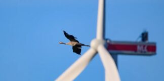 Peindre les turbines comme des serpents sauve les oiseaux