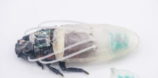 Les cafards cyborg nagent sous l’eau