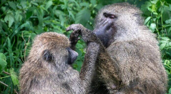 I babbuini olivastri e i macachi Rhesus risolvono la corrispondenza della geometria 2D come gli umani