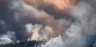 Раннє виявлення лісових пожеж: як технології змінюють правила гри