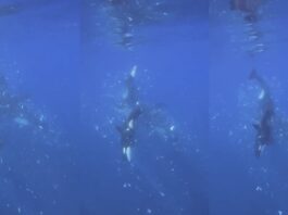 Orcas do Golfo da Califórnia esmagando peixes-lua: novos insights sobre o comportamento das orcas