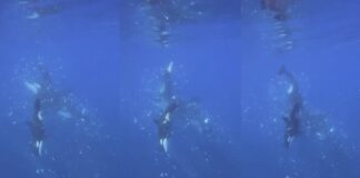 Orques du golfe de Californie écrasant des crapets : nouvelles informations sur le comportement des orques