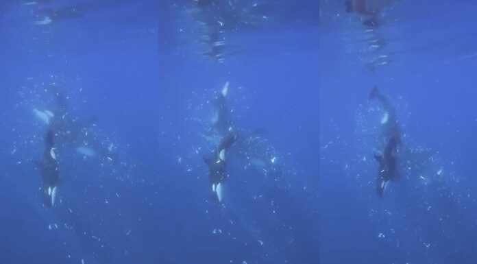 Gulf of California Orcas Smashing Sunfish: New Insights on Orca Behavior