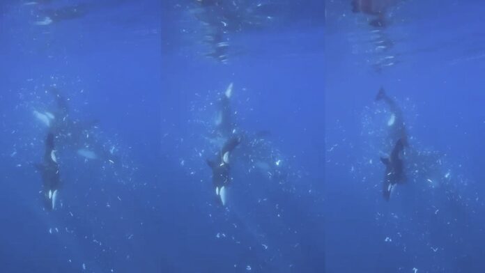 d363b0e2-2667-4ab2-b8fd-e49890db2cc4