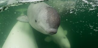 L’Arctique est en ligne