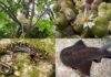 How the Phoenix Species Project Saves 100 Critically Endangered Animals