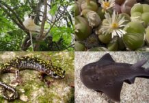 How the Phoenix Species Project Saves 100 Critically Endangered Animals