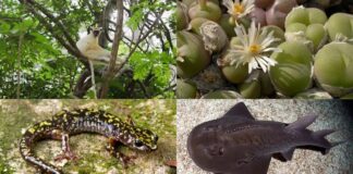 How the Phoenix Species Project Saves 100 Critically Endangered Animals