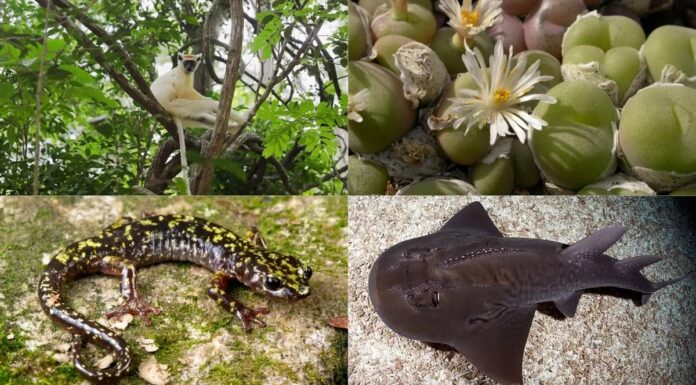 How the Phoenix Species Project Saves 100 Critically Endangered Animals